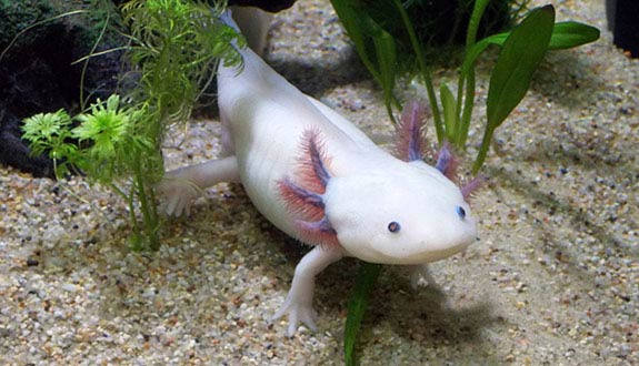 Axolotl leucitique