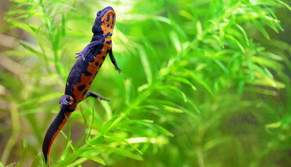 Chinese Fire Belly Newt Cynops Orientalis Encyclo Fish,Bamboo Floors Pros And Cons