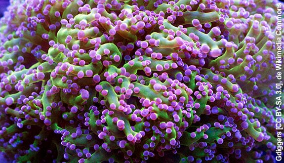 Frogspawn Coral