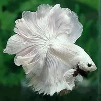 Rosetail white