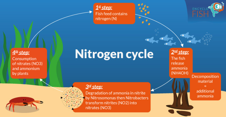Nitrogen cycle