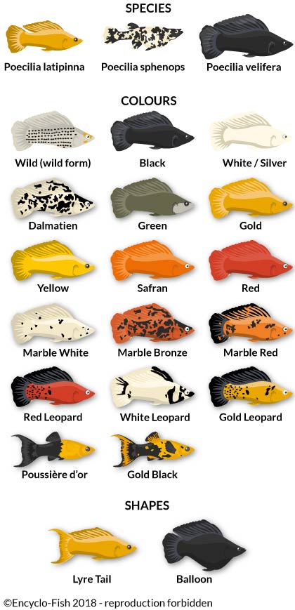 Different Types Of Molly Fish Most Common Molly Types