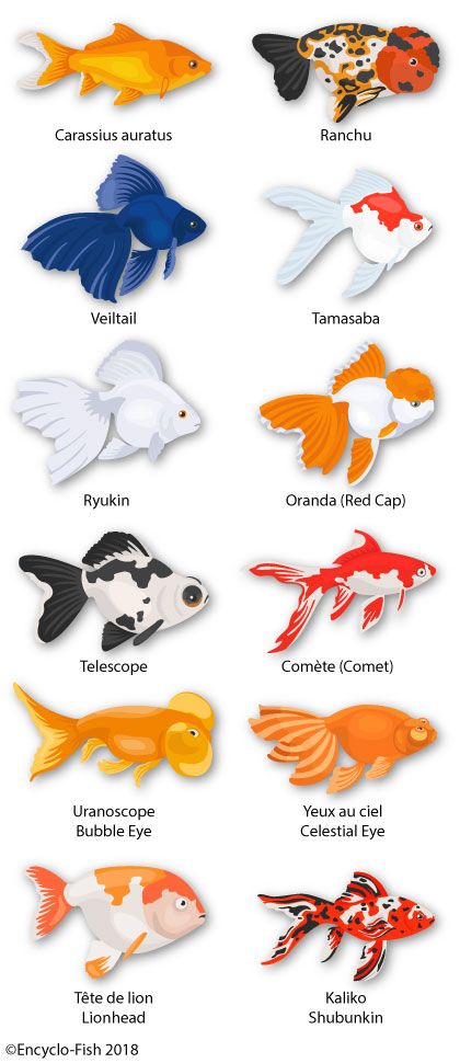 petite illustration des couleurs du poisson-rouge