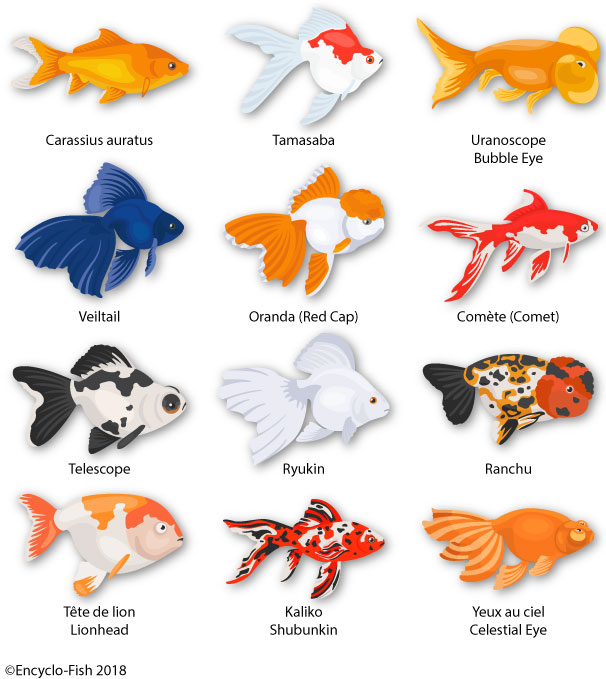 illustration des couleurs du poisson-rouge