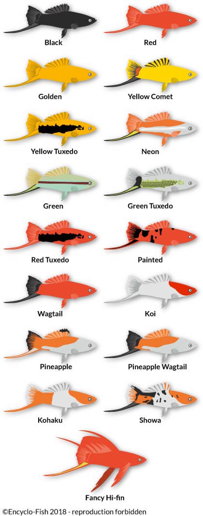 litlle illutration of the colours of Green swordtail