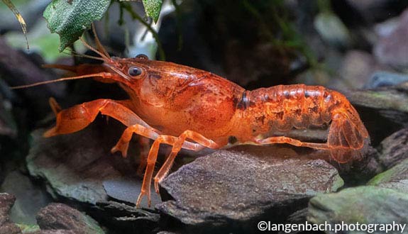 Mexican dwarf orange crayfish