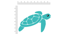 quelle est la taille maximale de cette tortue ?