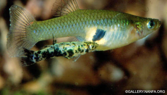 Eastern Mosquitofish  ..those other fish