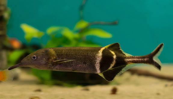 Fish Profile: Peters' Elephantnose Fish.