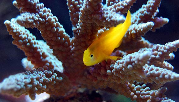 Yellow clown goby