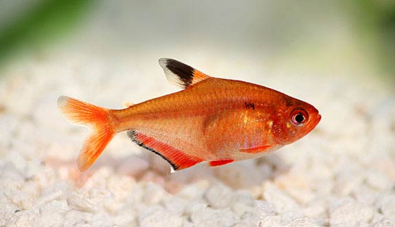 Serpae Tetra Hyphessobrycon Eques Encyclo Fish,What Is Mutton Stew