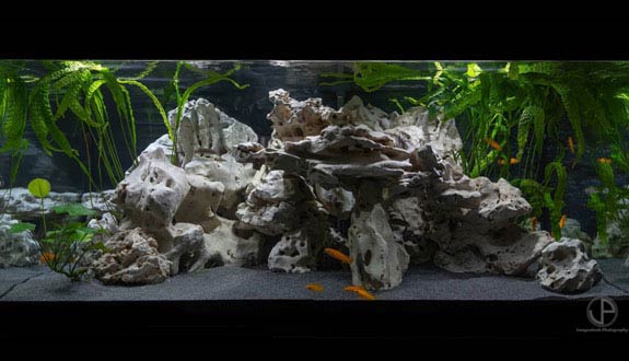 Julidochromis marlieri aquarium