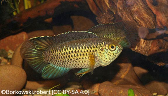 goldeneye fish