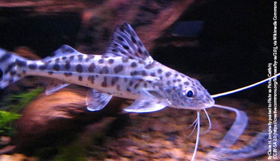 Pictus catfish