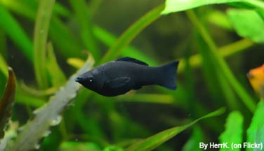 Molly fish - Poecilia sphenops ✓ 