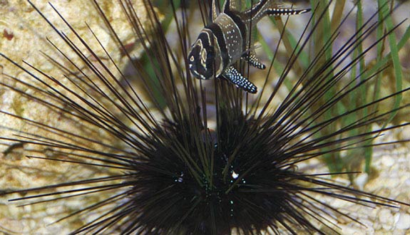 pterapogon kauderni et oursin