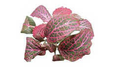 Fittonia rouge