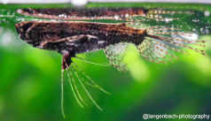 Poisson-papillon d’eau douce