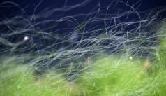 Les algues d'aquarium